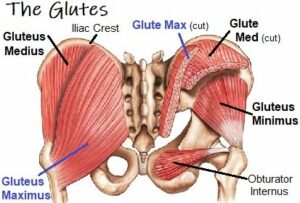 Glutes Muscles