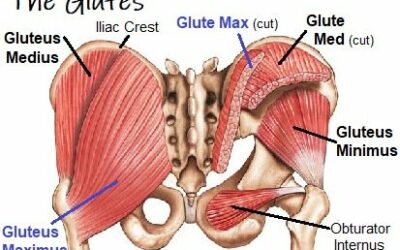 Glute force: why big, strong bum muscles matter